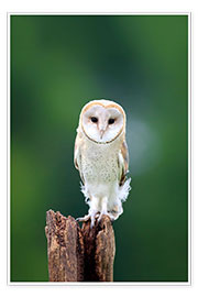Poster Barn owl