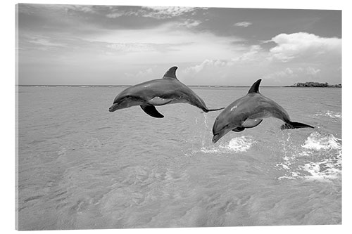 Acrylic print Two bottlenose dolphins