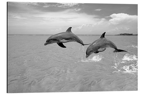 Aluminium print Two bottlenose dolphins