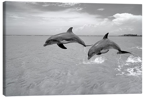 Tableau sur toile Deux grands dauphins