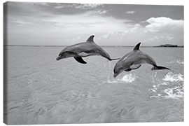 Canvas print Two bottlenose dolphins