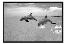 Gerahmter Kunstdruck Zwei Große Tümmler