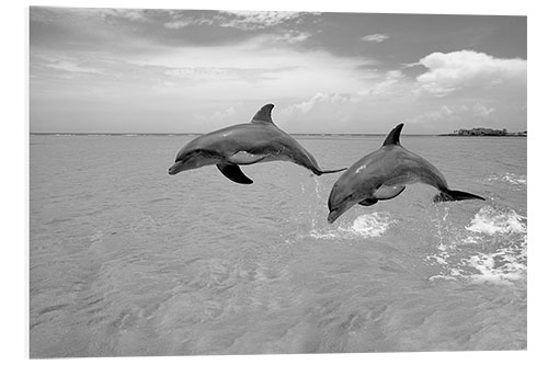 Foam board print Two bottlenose dolphins