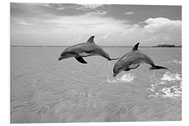 Foam board print Two bottlenose dolphins