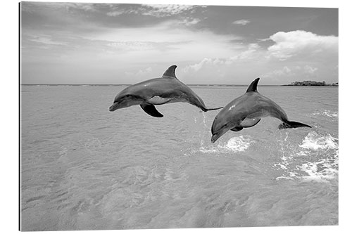 Gallery print Two bottlenose dolphins