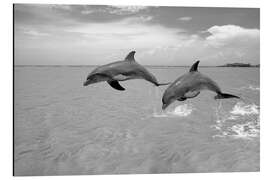 Magnettafel Zwei Große Tümmler