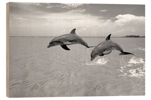 Trebilde Two bottlenose dolphins