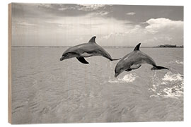 Trebilde Two bottlenose dolphins