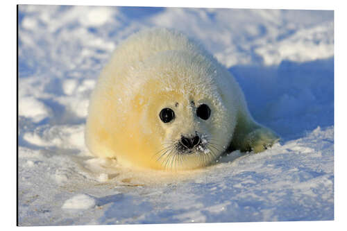 Aluminium print Harp seal