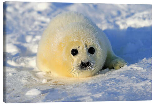 Canvas print Harp seal