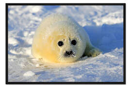 Gerahmter Kunstdruck Sattelrobbe