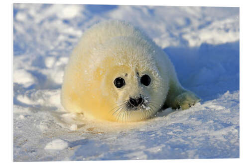 Foam board print Harp seal