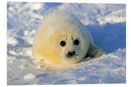 Foam board print Harp seal