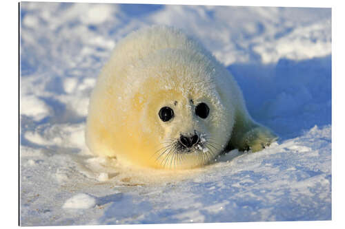 Galleriprint Harp seal