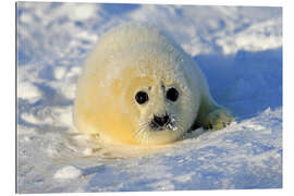 Galleriprint Harp seal