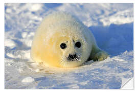 Sisustustarra Harp seal