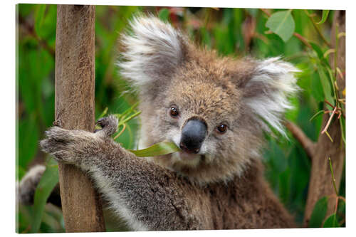 Acrylic print Koala bear