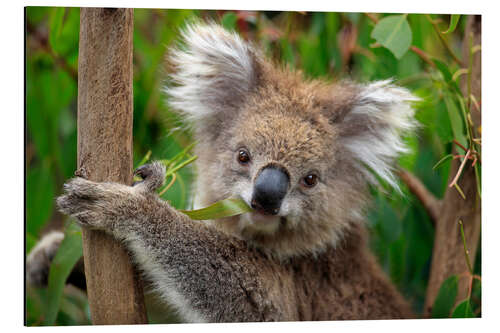 Cuadro de aluminio Oso koala