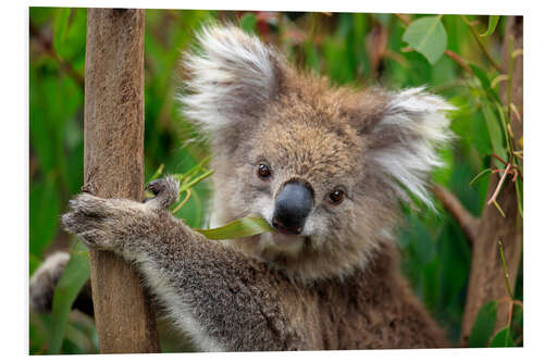 Obraz na PCV Koala bear