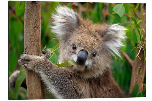 Gallery print Koala bear