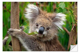 Naklejka na ścianę Koala bear