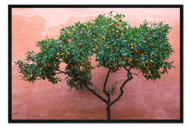 Gerahmter Kunstdruck Bitterorange auch Sevilla-Orange