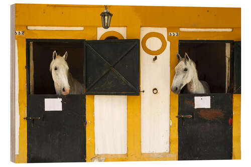 Print på træ Two horses in their stables
