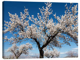 Tableau sur toile Amandiers en pleine floraison