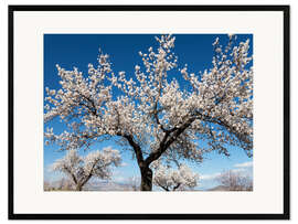 Kehystetty taidepainatus Almond trees in full bloom
