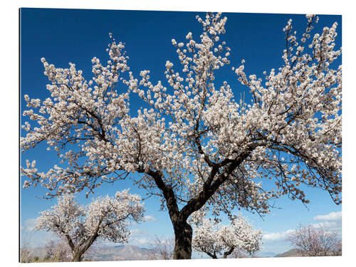 Gallery print Almond trees in full bloom