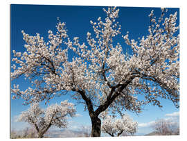 Galleritryk Almond trees in full bloom