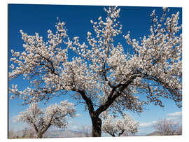 Magnettafel Mandelbäume in voller Blüte