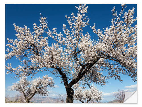 Selvklebende plakat Almond trees in full bloom