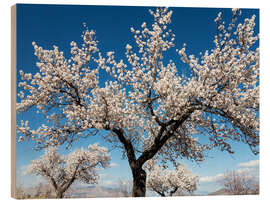 Tableau en bois Amandiers en pleine floraison