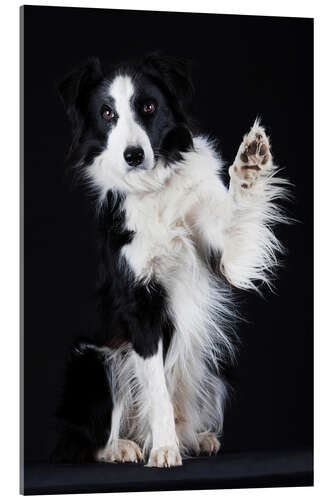 Quadro em acrílico Border Collie