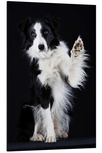 Aluminiumtavla Border collie