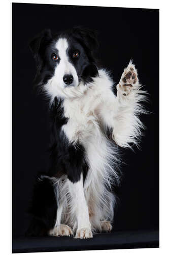 Tableau en PVC Border collie