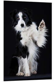 Magnettafel Border Collie