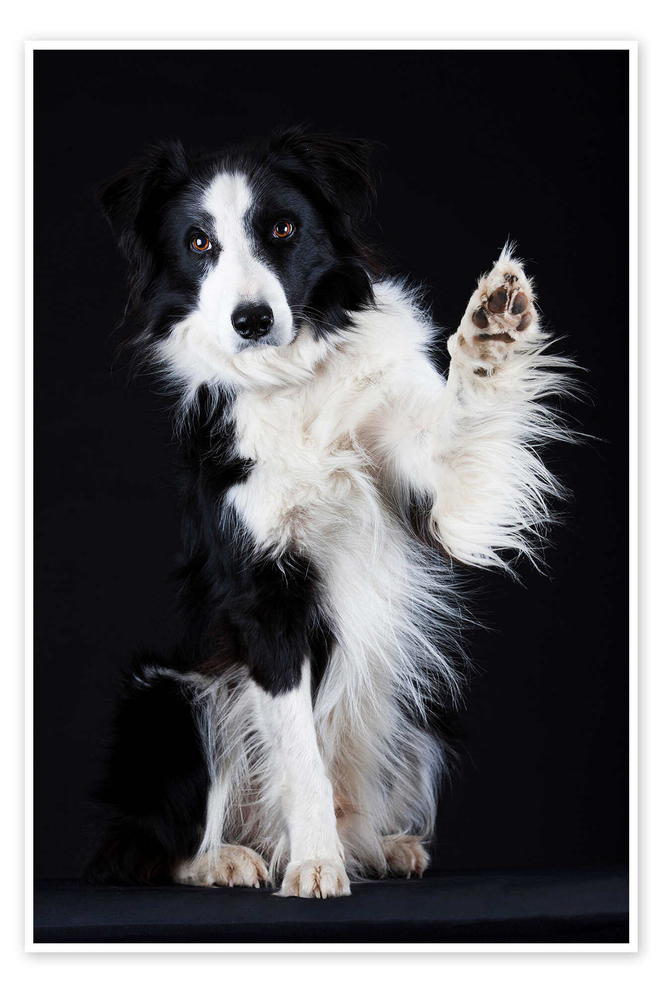 Border Collie, Posters, Art Prints, Wall Murals