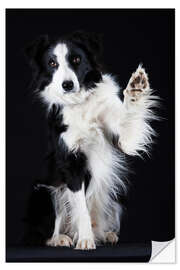 Wandsticker Border Collie