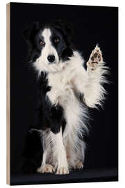 Hout print Border collie