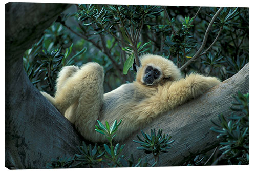 Canvas print White-handed gibbon relaxes on a tree