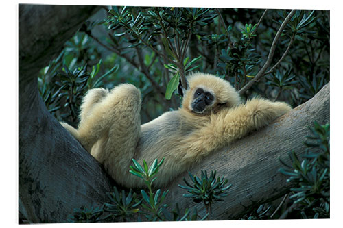 Bilde på skumplate White-handed gibbon relaxes on a tree