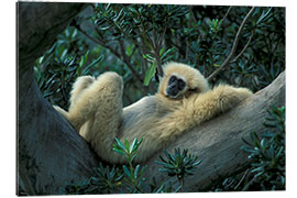 Gallery print White-handed gibbon relaxes on a tree