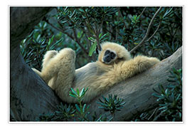 Wall print  White-handed gibbon relaxes on a tree - jspix