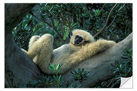 Wandsticker Weißhandgibbon relaxt auf einem Baum