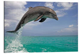 Magnettafel Großer Tümmler