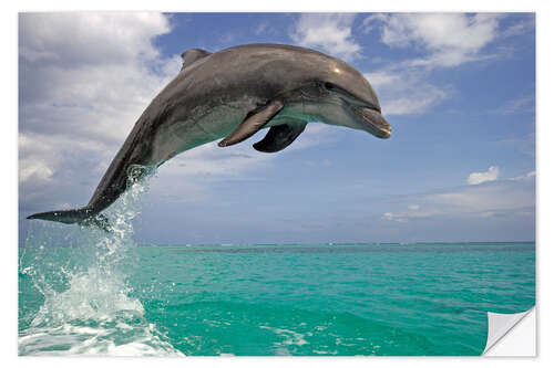 Naklejka na ścianę Bottlenose dolphin