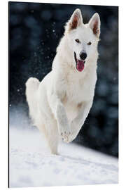 Aluminiumtavla White shepherd dog runs in the snow