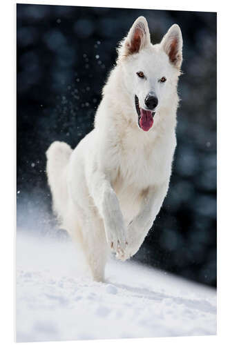 Foam board print White shepherd dog runs in the snow